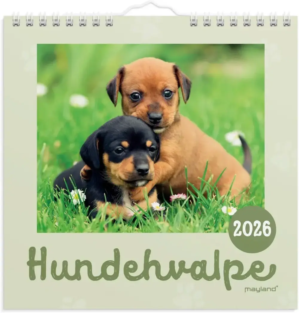 Vægkalender 2026 hundehvalpe 16 x 16 cm